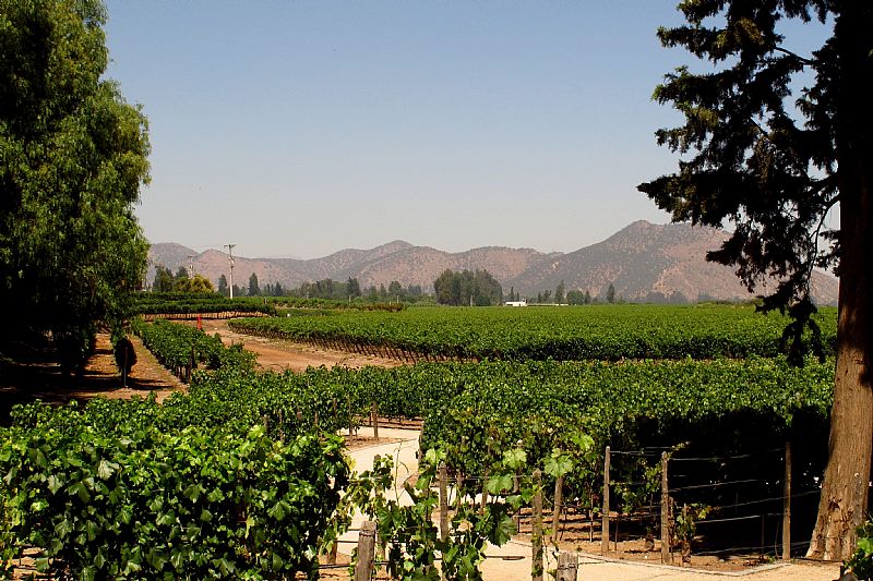 Viña Concha y Toro - view 1